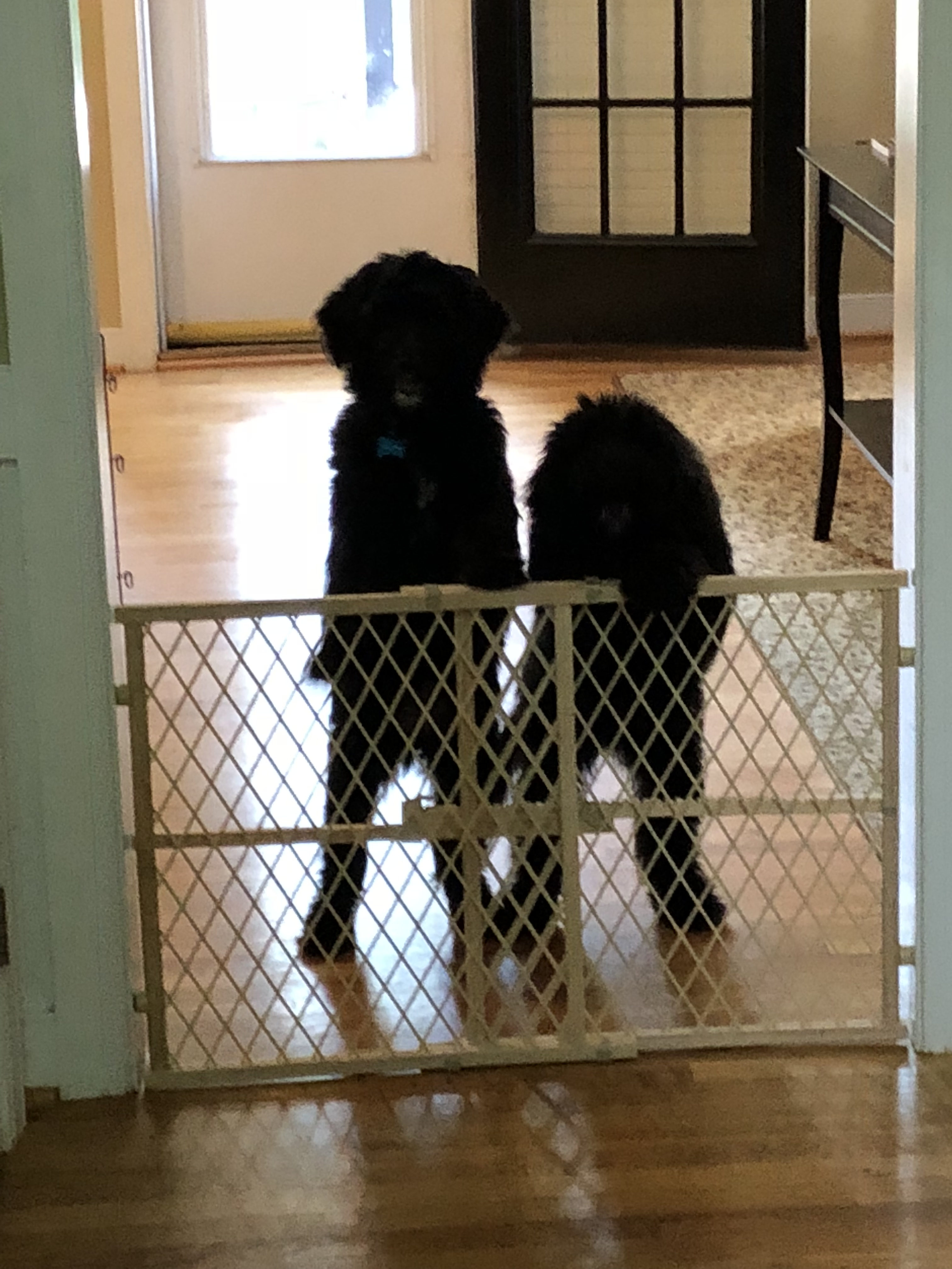 Puppies at the gate