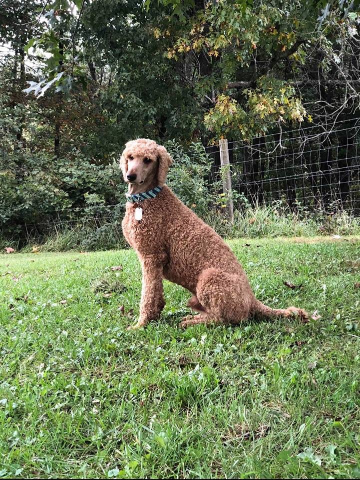 Really tall poodle dad