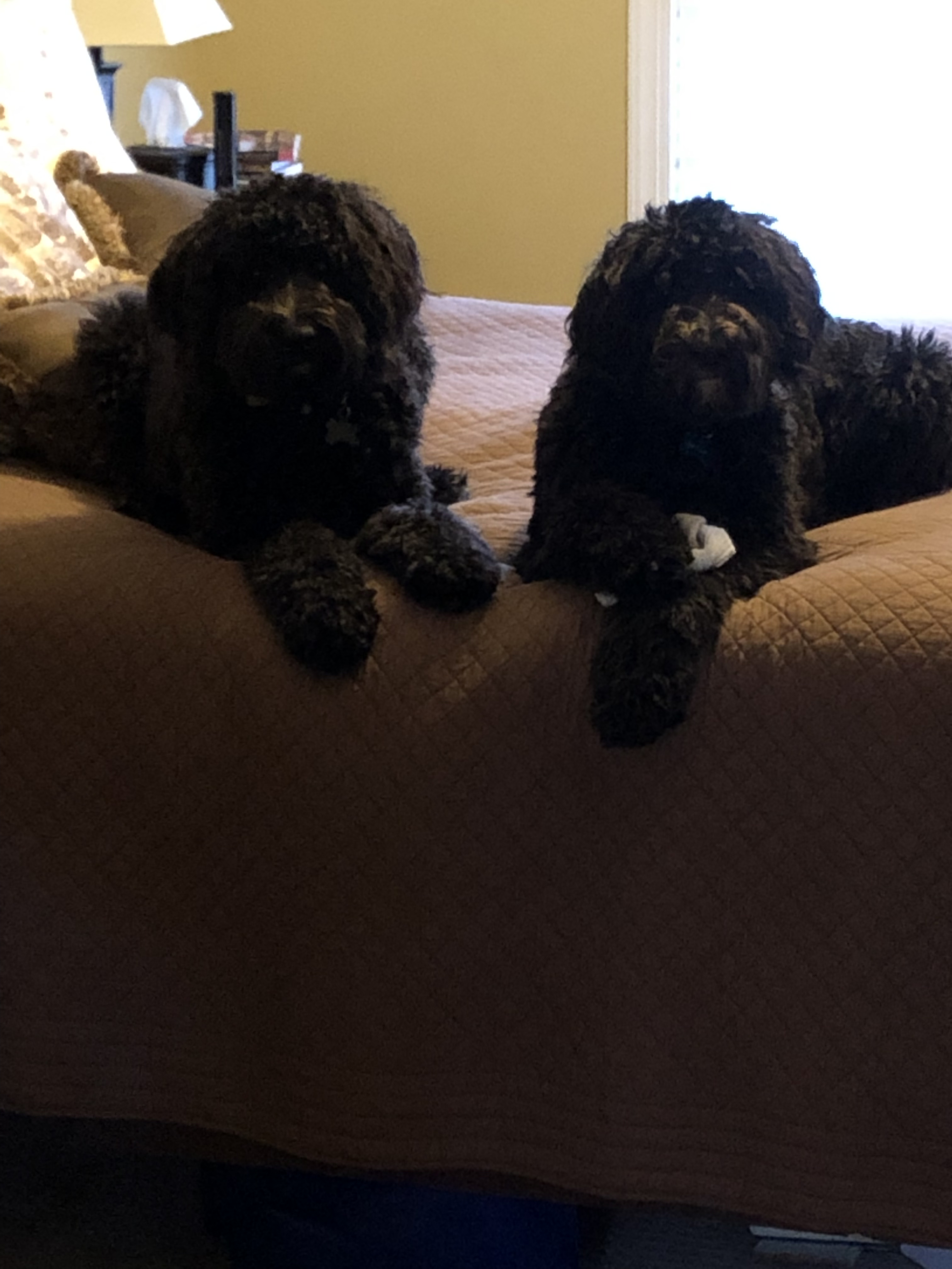 4EC9BB60-39D6-4580-85C8-A5875ADE8751